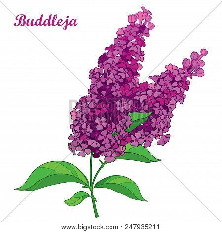 Vector Branch With Outline Pink Buddleja Or Butterfly Bush Flower Bunch And Ornate Leaf Isolated On 