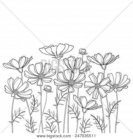 Vector Bouquet With Outline Cosmos Or Cosmea Flower Bunch, Ornate Leaf And Bud In Black Isolated On 