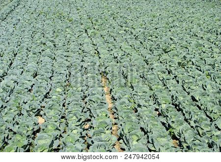 Cabbage Garden In Futog In Vojvodina, Serbia