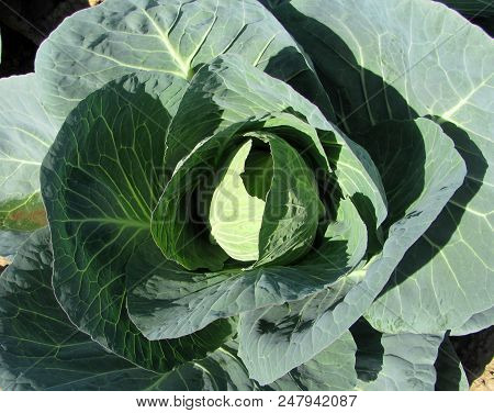 Big White Cabbage Growing In The Garden.