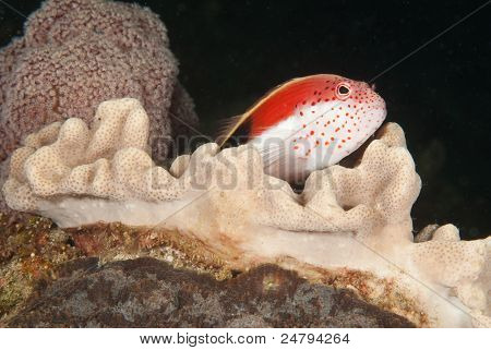 Gyöngyös Hawkfish