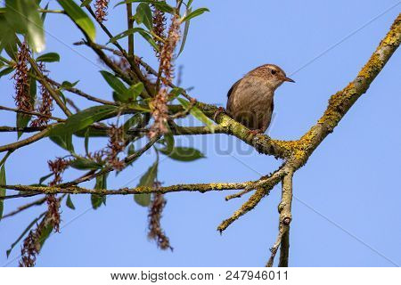 European Wren