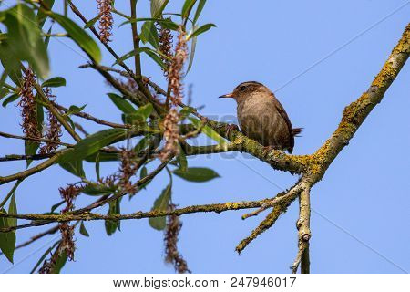 European Wren