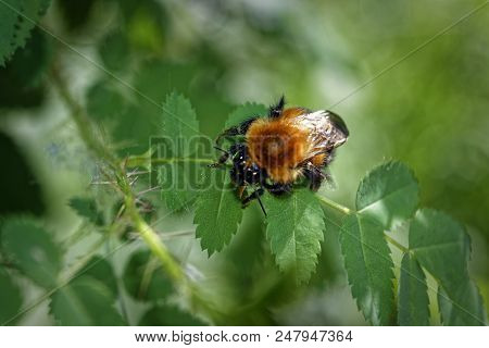 A Large Furry Bumblebee On A Leaf Of A Wild Rose Close-up