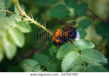 A Large Furry Bumblebee On A Leaf Of A Wild Rose Close-up