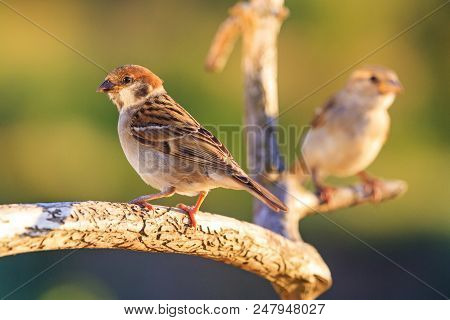 Wild Birds On A Beautiful Branch , Wildlife, Unique Frames