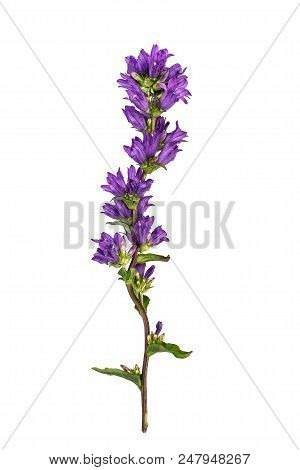 Clustered Bellflower (campanula Glomerata) Isolated On White