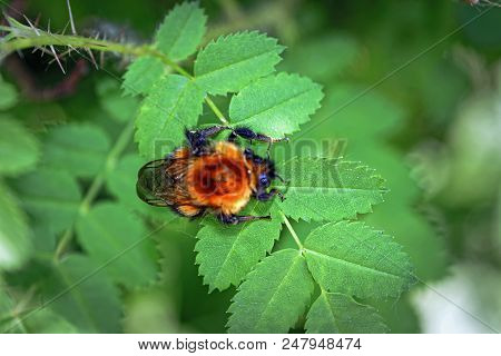 A Large Furry Bumblebee On A Leaf Of A Wild Rose Close-up