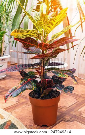 Home Plant Croton In A Pot. Codiaeum Variegatum. Plant With Striped Leaves