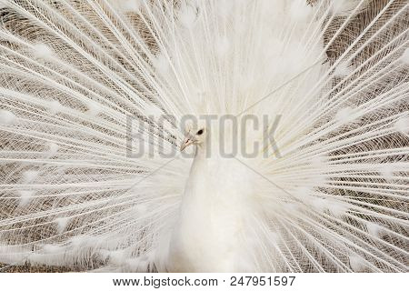 Close-up Of Beautiful White Peacock With Feathers Out