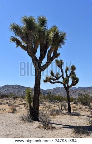 Pair Of Joshua Trees In The Mojave Desert In Calfiornia.