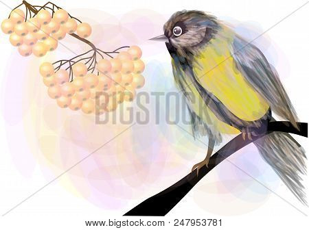 Bird And  Berries. Tomtit And Rowan On White