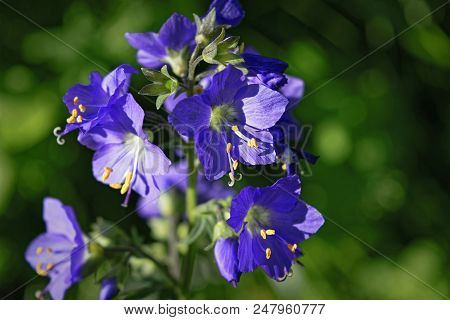 Blue Flowers Polemonium Caeruleum Or Jacob's-ladder