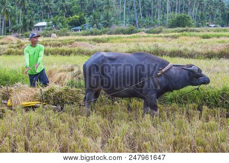 Marinduque , Philippines - March 31: Filipino Farmer Working At A Rice Field In Marinduque Island Th