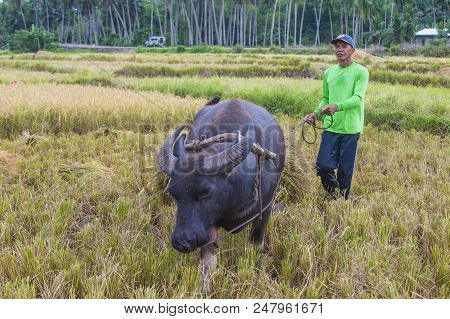 Marinduque , Philippines - March 31: Filipino Farmer Working At A Rice Field In Marinduque Island Th