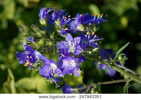 Blue Flowers Polemonium Caeruleum Or Jacob's-ladder