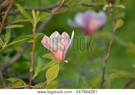 Magnolia Liliiflora