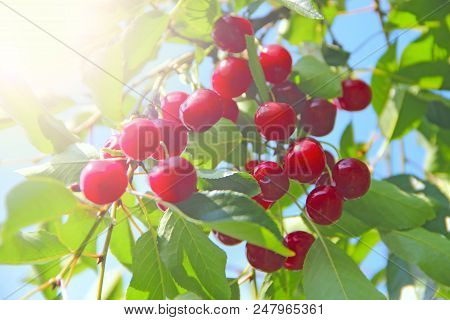 Ripe Cherry Hanging On Branch. Red Berries Of Cherry Hang On Tree In Sunny Rays. Sun Lights Illumina