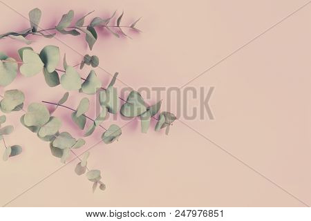 Green Floral Composition With Silver Eucalyptus On Pink Background. Healing Herbs For Cards, Wedding