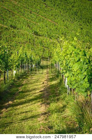 View Of The Road In A Vineyard In The Summer