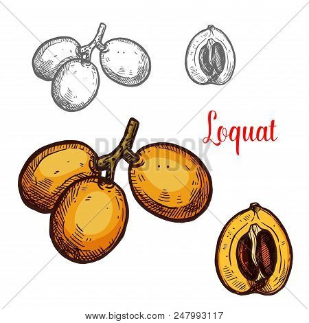 Loquat Yellow Tropical Fruit Sketch. Vector Botanical Design Of Loquat Whole Or Cut With Seed For Fa