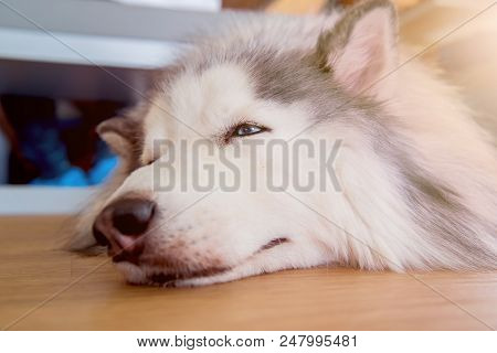 Siberian Husky, Sleepy Dog And Lovely Pet