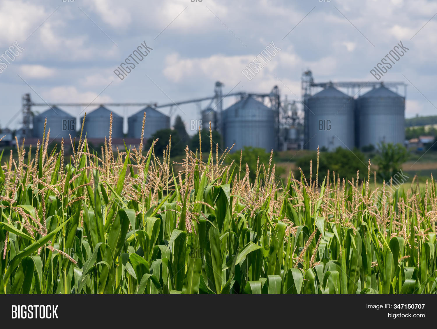 Silo Corn Field. Image & Photo (Free Trial) Bigstock