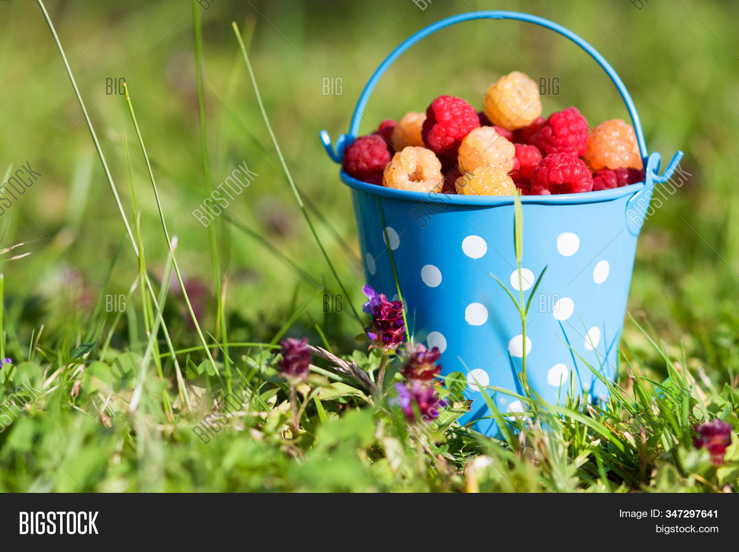 Raspberries Blue Image & Photo (Free Trial) | Bigstock