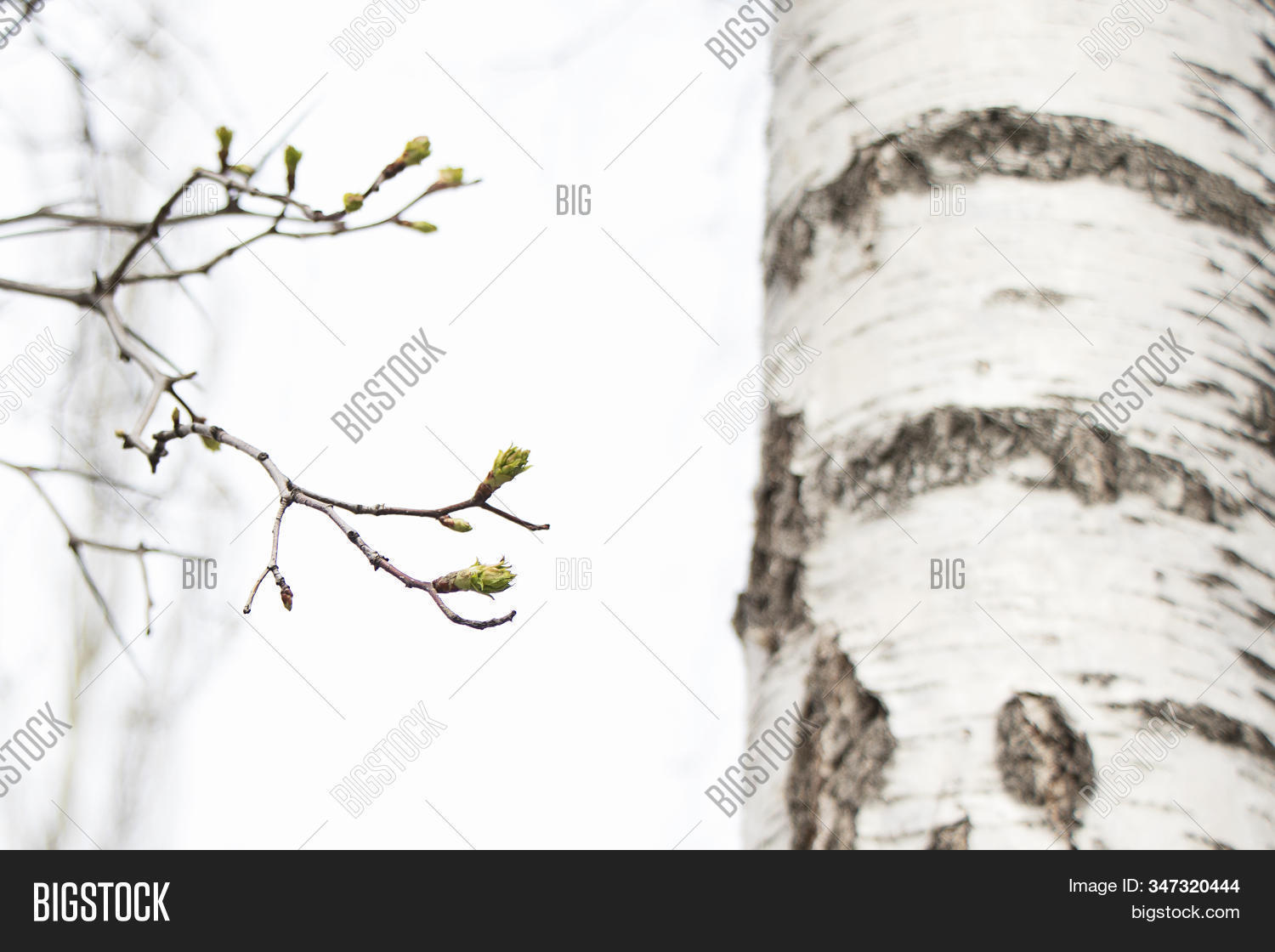 Spring, Birch Buds Image & Photo (Free Trial) | Bigstock