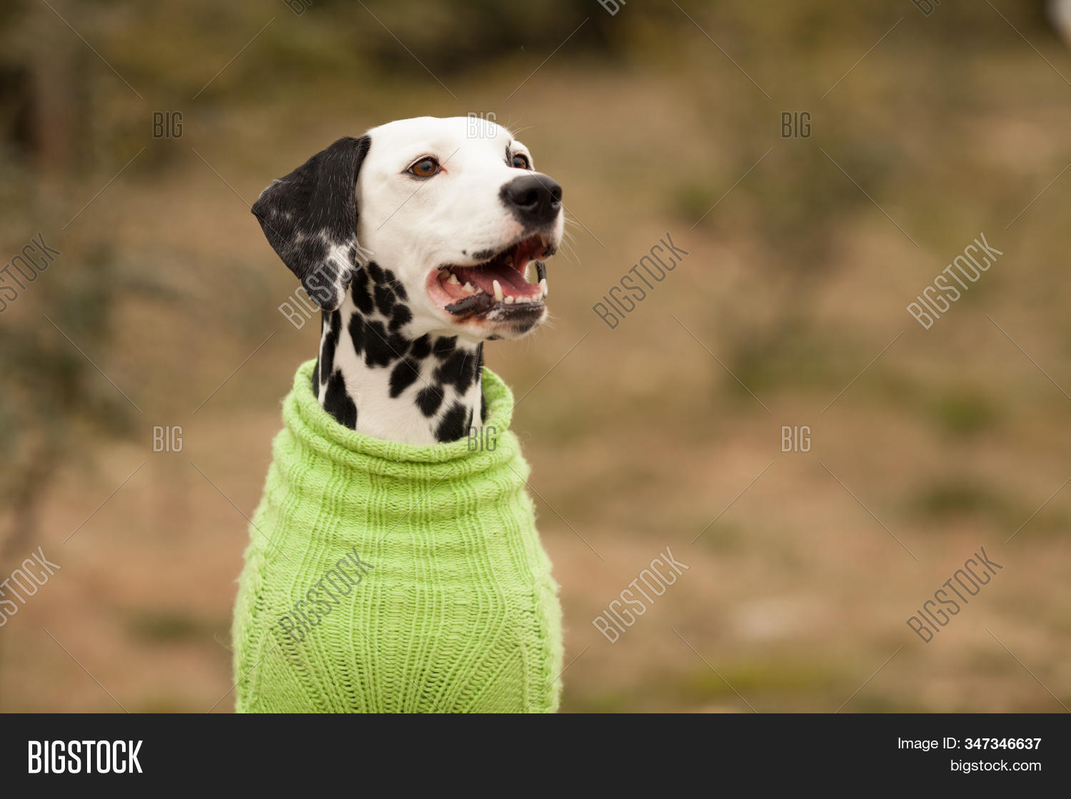 dalmatian dog clothes