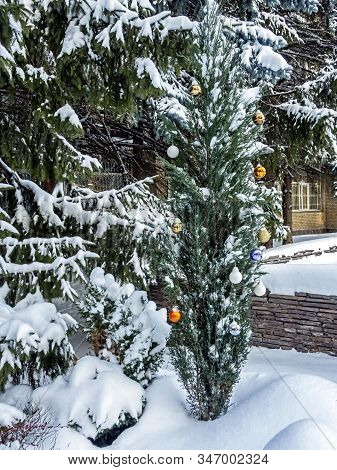 Tuya Tree Dressed Up As A Christmas Tree In The Forest In Winter In The Southern Urals