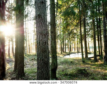Beautiful Green Leafy And Coniferous Forest. Birch, Spruce, Hev. Early Spring. Pleasant Warm Light. 