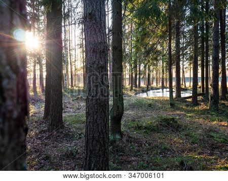 Beautiful Green Leafy And Coniferous Forest. Birch, Spruce, Hev. Early Spring. Pleasant Warm Light. 