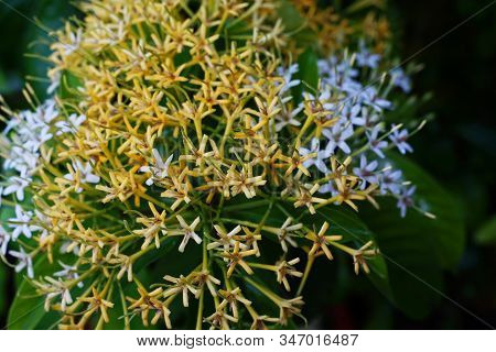 Yellow And White Small Ixora Flower. Genus Of Flowering Plants In The Family Rubiaceae. White Flower