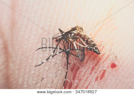 Macro Of Smashed Mosquito (aedes Aegypti) To Died