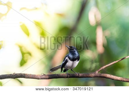 Bird (oriental Magpie-robin Or Copsychus Saularis) Male Black And White Color Perched On A Tree In A