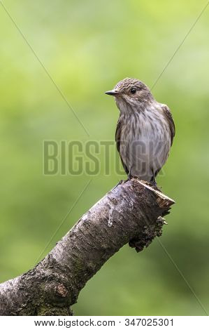 European Pied Flycatcher (ficedula Hypoleuca On A Branch In The Forest Of Noord Brabant In The Nethe