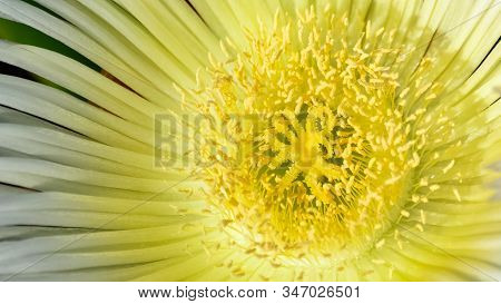 Abstract Various Flower Macro Photos For Background