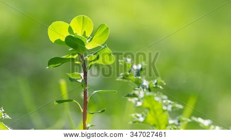 Abstract Various Flower Macro Photos For Background