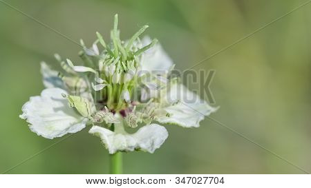 Abstract Various Flower Macro Photos For Background