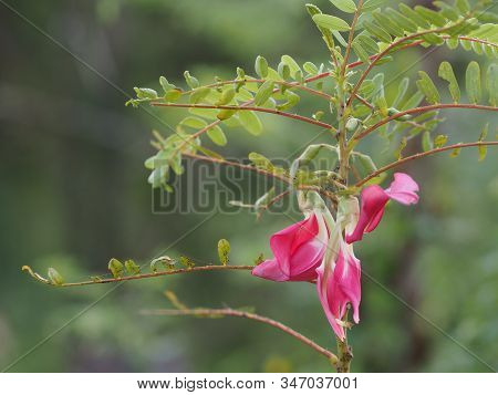Sesbania Grandiflora, Red Flower On Cork Wood Tree, Small Perennials Of The Family Sesbania, Fabacea