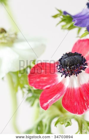 flores de anémona