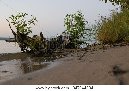 A Tree In Tin And Debris On A Sand Beach Amid Sunset. Environmental Pollution.