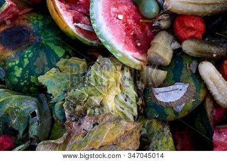 Rotten Vegetables And Berries Thrown In The Trash