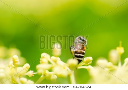 Bee makro i grønne natur