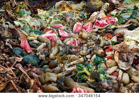 Rotten Vegetables And Berries Thrown In The Trash