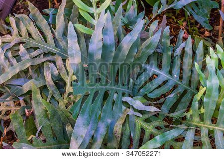 Closeup Of The Leaves Of A Golden Serpent Fern, Popular Tropical Plant Specie In Horticulture