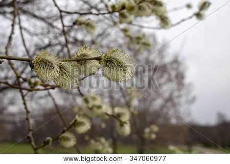 Salix Atrocinerrea Brot. Spring Willow Tree Swells. Beautiful Fluffy Tree Flowers Against The Backdr