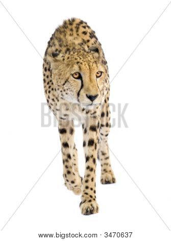 Gepard - Acinonyx Jubatus