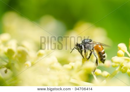 Bee makro i grønne natur